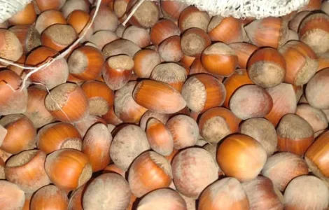 Продаж фундука і лісового горіха