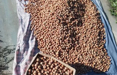 Горіхи фундук трапезунд