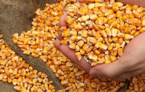 Куплю сою ГМО и кукурузу оптом