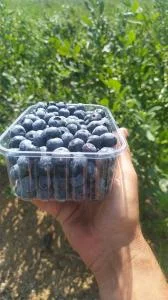 Продам голубику
