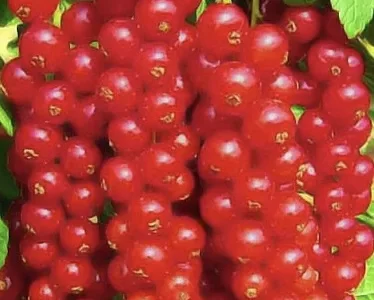 Куплю мороженую красную смородину