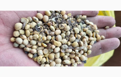 Продается 22 тонны сои