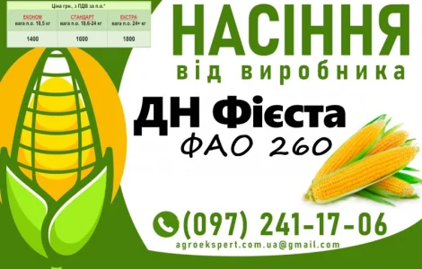 Насіння кукурудзи 2025 – гібрид ДН Фієста (ФАО 260) від виробника