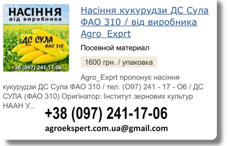 Продаж насіння кукурудзи ДС Сула на 2026 рік від виробника