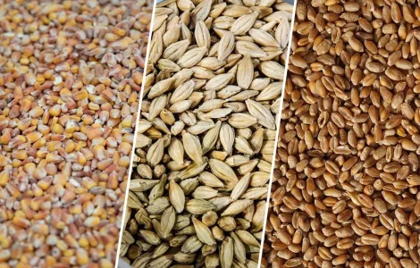 Продам Зерно! Кукурузы,пшеницы,ячменя,просо,овес