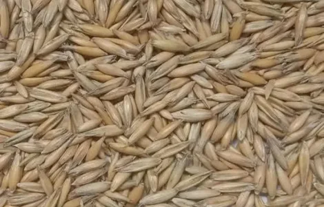 Овес с первой репродукции посевной