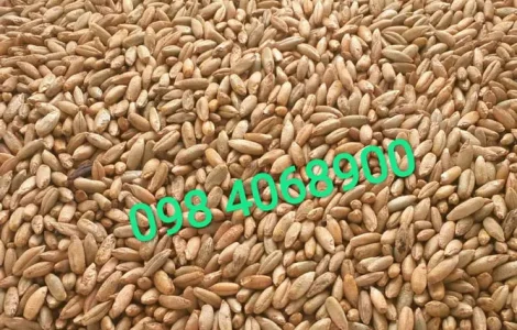 Продам рожь ( рожь ) урожая 2025 года 20-30 тонн