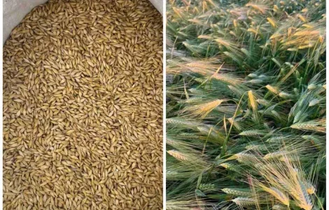 Ячмень яровой, сорт Вакула первая репродукция.