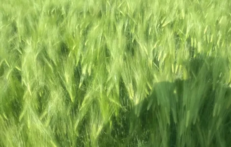 Ячмень яровой, ячмень посевной, сорт Вакула