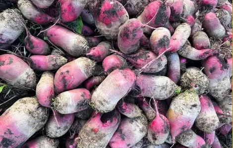 Продам Свекла Кормовая