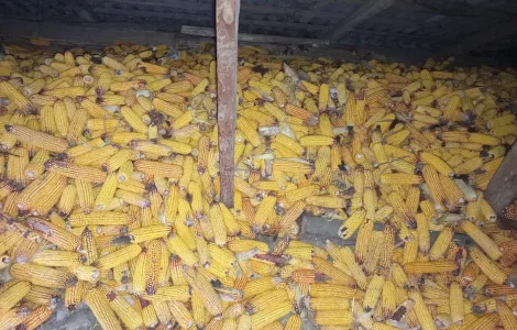 Продам кукурузу в початках