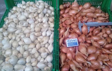 Продам лук кустовку