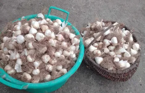 Продам ярий (весняний) часник на посадку