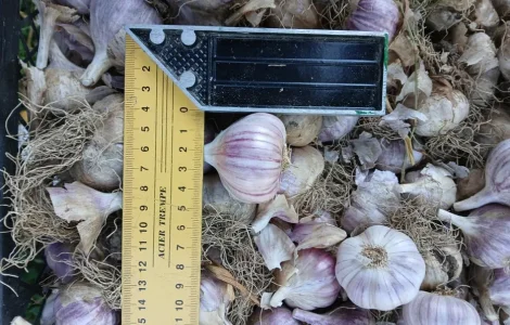 Чеснок для посадки, еды и консервации