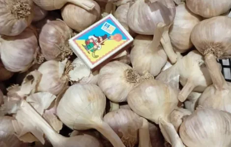 Чеснок озимый на посадку