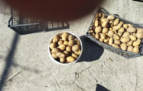 Продам недорого посадочну картоплю