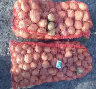 Продам картоплю Рівєра на посадку і їсти