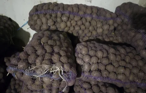 Картошка посадочная Беллароса и Цыганка в продаже