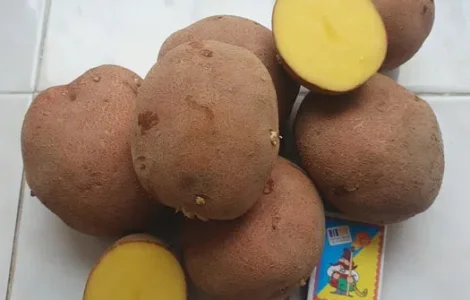 Продам картошку Бела-Роса