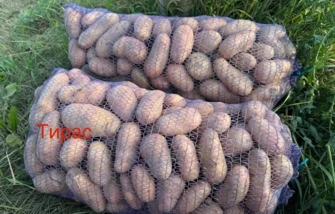 Продам картоплю Тирас ПЕРША РЕПРОДУКЦІЯ