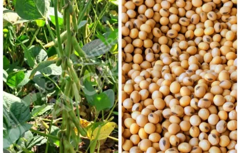 Продается посевная соя от производителя