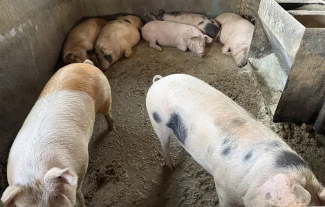 Свиньи живым весом