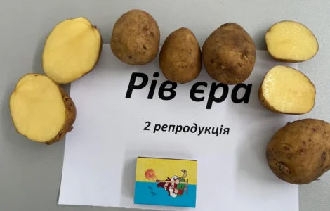 Насіння картоплі сорту Рів'єра