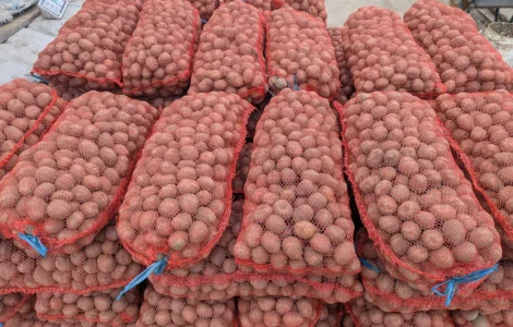 Продам семенной картофель (Белароза)