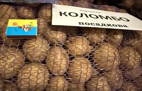 Насіння картоплі сорту Коломбо