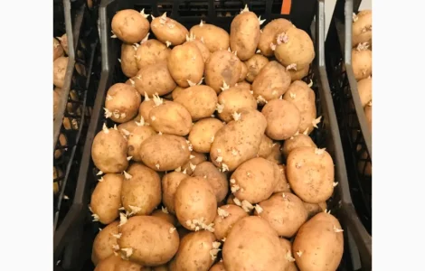 Продам посадочную картошку ривьера