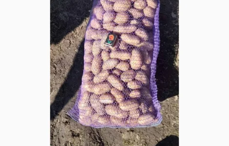 Продам посадочную картошку