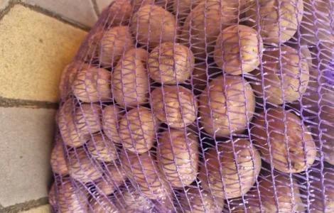 Продам посадкову картоплю Біла роза