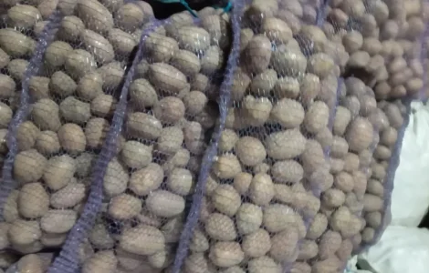 Продам картоплю бела роса посадкова