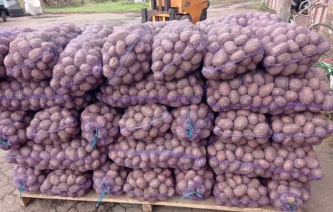 Продам оптом товарный картофель