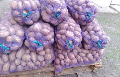 Продам картоплю сорт коннект