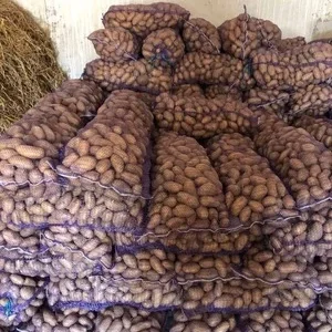 Продам картошку в розницу в наличии 500 т