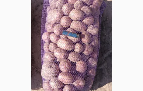 Продам товарный картофель из песка