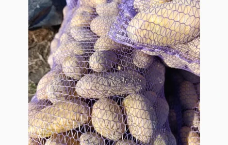 Продам насінневу картоплю Гранада ll - репродукції
