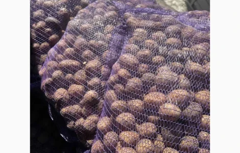 Продам картофель сорта Коломбо 2 репродукция оптом от 10 тонн