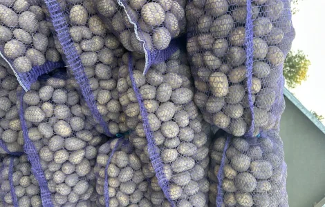 Продаю семенной картофель