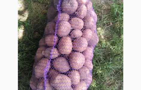 Пропонується товарна картопля сорту Біла роса