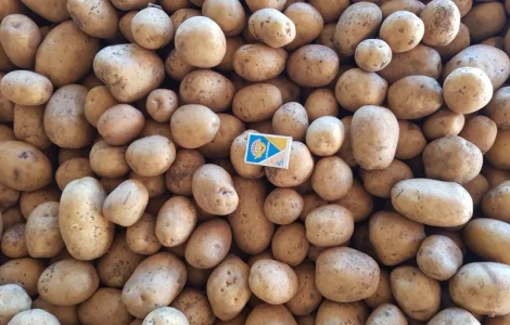 ФГ реализует посадочный картофель 2-3 репродукции