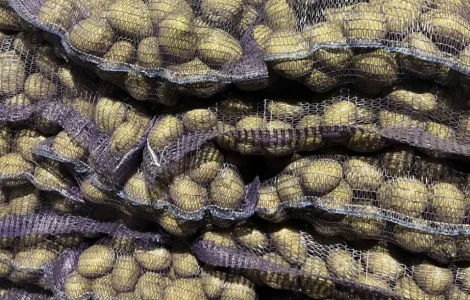 Продаж посадкової картоплі сорту Рівʼєра