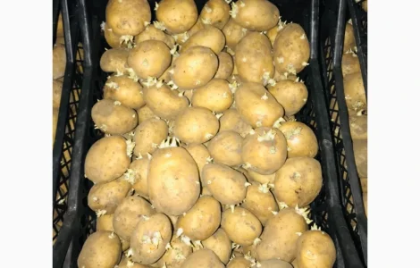 Продается семенное картофель 2 репродукция Ривьера