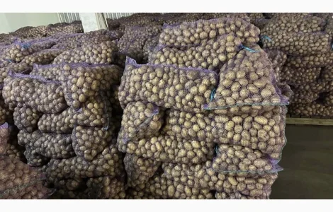Продам насіннєву картоплю відмінної якості сорт Рів'єра