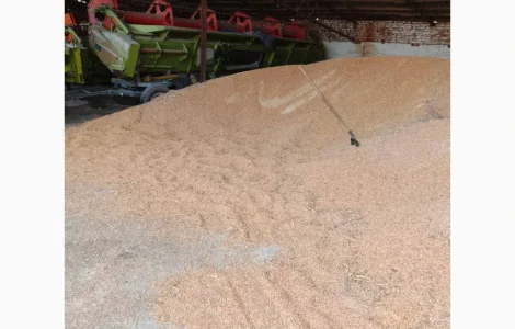 Продажа некондиционной кукурузы (поврежденные зерна)