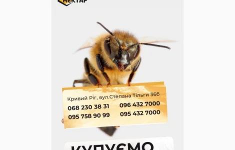 Купуємо натуральний мед 2025 року