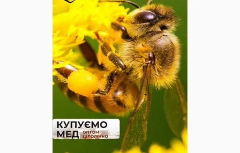 Закупка пыльцы пчелиной
