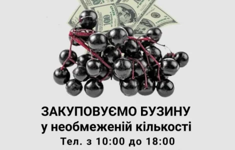 Закуповуємо бузину у необмеженій кількості