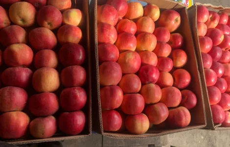 Продаються яблука Айдаред відмінної якості